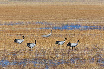 Common crane (Grus grus) and four Black necked cranes (Grus nigricollis) in wetland near to Napahai Lake, Zhongdian County, Yunnan Province, China. January.