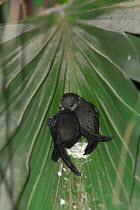 Asian palm swift (Cypsiurus balasiensis infumatus) chicks in nest on palm leaf, Xishuangbanna National Nature Reserve, Yunnan Province, China. March.