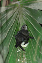 Asian palm swift (Cypsiurus balasiensis infumatus) chicks in nest in palm leaf, Xishuangbanna National Nature Reserve, Yunnan Province, China. March.
