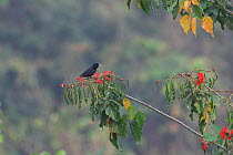 Maroon Oriole (Oriolus traillii traillii) male perched on branch in tropical forest, Xishuangbanna National Nature Reserve, Yunnan Province, China. March.