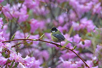 Green-backed tit (Parus monticolus) perched on branch amongst Rhododendron (Rhododendron sp) flowers, Lijiang Laojunshan National Park, Yunnan Province, China. April.