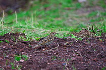Scaly thrush (Zoothera dauma) on ground with beak covered in dirt from foraging, Lijiang Laojunshan National Park, Yunnan Province, China. April.