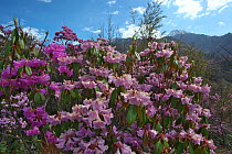Rhododendron flowers (Rhododendron sp) with mountain landscape in the background, Lijiang Laojunshan National Park, Yunnan Province, China. April.