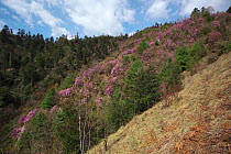Mountainside covered with coniferous trees and flowering Rhododendron (Rhododendron sp) Lijiang Laojunshan National Park, Yunnan Province, China. April 2010.
