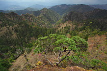 Mountainous landscape with coniferous forest, Lijiang Laojunshan National Park, Yunnan Province, China. April 2010.