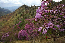 Rhododendrons (Rhododendron sp) in flower on mountainside, Lijiang Laojunshan National Park, Yunnan Province, China. April 2010.