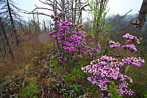 Rhododendrons (Rhododendron sp) in flower on mountainside, Lijiang Laojunshan National Park, Yunnan Province, China. April.