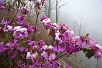 Rhododendron flowers (Rhododendron sp) covered in snow in mist, Lijiang Laojunshan National Park, Yunnan Province, China. April.