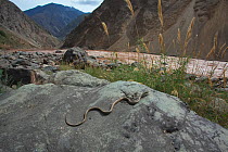Beauty rat snake (Orthriophis taeniurus) on rock in river valley, Kawakarpo Mountain, Meri Snow Mountain National Park, Yunnan Province, China. May.