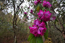Rhododendron flowers (Rhododendron sp) covered in raindrops, Lijiang Laojunshan National Park, Yunnan Province, China. April.