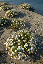 Seaside chamomile (Anthemis maritima) flowering, Grau de la Dent, Camargue, France, May.