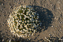 Seaside chamomile (Anthemis maritima) flowering, Grau de la Dent, Camargue, France, May.