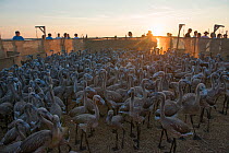 Greater flamingo (Phoenicopterus roseus) held in pen for ringing, Aigues-Mortes, Camargue, France, August, 2014.