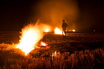 Burning of rice field after harvest, Camargue, France, October.