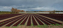 Salad farm, Arles, Camargue, France, November.