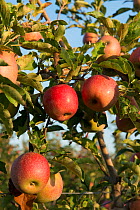 Ripe 'Joya' apples on tree , Arles, Camargue, France, September.