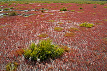 Glaucous glasswort (Arthrocnemum glaucum) and glasswort (Salicornia sp), Camargue, France, July.