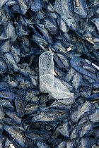 Mass of By-the-wind sailor (Velella velella) jellyfish washed up on beach, Camargue, France, May.