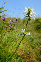 Betony (Stachys officinalis) white and purple forms flowering on heathland, Corfe Common, Dorset, UK, July.