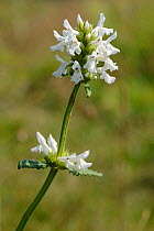 Betony (Stachys officinalis), white form, flowering on heathland, Corfe Common, Dorset, UK, July.