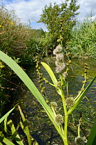 Branched bur-reed (Sparganium erectum) flowering in a small stream with white female flowers with protruding white styles and the spiky burs they develop into below, and rounder male flowers on branch...