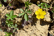 Creeping cinquefoil (Potentilla reptans) flowering in a dried out marshy pool in grassland, Cornwall, UK, June.