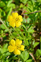 Creeping cinquefoil (Potentilla reptans) flowering in a dried out marshy pool in grassland, Cornwall, UK, June.