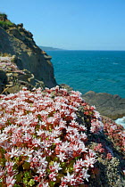 English stonecrop (Sedum anglicum) clump flowering on clifftop, Widemouth Bay, Cornwall, UK, June.