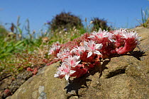 English stonecrop (Sedum anglicum) clump flowering on exposed rock on a clifftop, Widemouth Bay, Cornwall, UK, June.