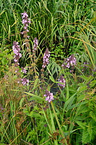 Marsh woundwort (Stachys palustris) clump flowering by a stream, Winfrith Heath, Dorset, UK, July.
