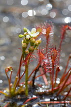 Oblong-leaved / Long-leaved sundew (Drosera intermedia) flowering clump in a boggy pool, with a small fly trapped in one of its sticky leaves, Stoborough Heath, Dorset, UK, July.