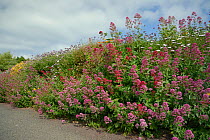 Mass of Flowering Red Valerian (Centranthus ruber) alongside Asters and other ornamental flowers, covering a garden wall, near Bude, Cornwall, UK, June.