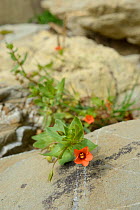 Scarlet pimpernel (Anagallis arvensis) growing on seashore at the base of a cliff, Cornwall, UK, September.