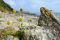 Sea Mayweed (Tripleurospermum maritimum) flowering on seashore at the base of a cliff, near Falmouth, Cornwall, UK, September.