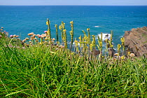 Sea plantain (Plantago maritima) clump flowering on a cliff top, Widemouth Bay, Cornwall, UK, June.