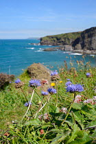 Sheep's bit / Sheep's bit scabious (Jasione montana) flowering on a cliff top, Widemouth Bay, Cornwall, UK, June.