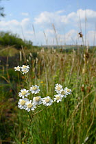 Sneezewort (Achillea ptarmica) flowering on the edge of a marshy area by a small heathland stream, Corfe Common, Dorset, UK, July.