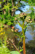 Water figwort (Scrophularia auriculata) starting to flower on a canal bank, near Bude, Cornwall, UK, June.