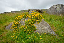 Western Gorse (Ulex gallii) bush growing on a large granite boulder flowering on Bodmin moor, Cornwall, UK, July.