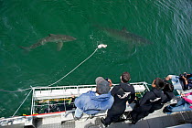 Great white shark (Carcharodon carcharias) investigating lure near cage diving boat, Gansbaai, South Africa, December, 2010.