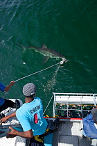 Great white shark (Carcharodon carcharias) approaching lure near cage diving boat, Gansbaai, South Africa, December, 2010.