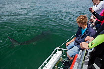 Great white shark (Carcharodon carcharias) watched by boat crew and tourists on cage diving trip, near Gansbaai, South Africa, December, 2010.