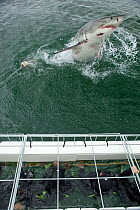 Great white shark (Carcharodon carcharias) breaching  in front of cage divers, near Gansbaai, South Africa, December.