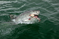 Great white shark (Carcharodon carcharias) biting lure used by cage diving trip, near Gansbaai, South Africa, December.