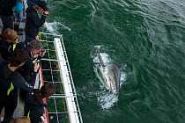 Great white shark (Carcharodon carcharias) surfacing near tourists on cage dive trip, near Gansbaai, South Africa, December, 2010.