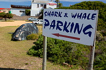 Car park for shark and whale watching with model southern right whale (Eubalaena australis), Kleinbaai, South Africa, December.
