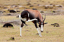Bontebok (Damaliscus pygargus pygargus) adult scratching neck with hind hoof, De Hoop, South Africa, December.