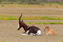 Bontebok (Damaliscus pygargus pygargus) adult and calf sitting, De Hoop, South Africa, December.