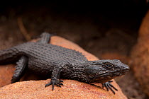 Black girdled lizard (Cordylus niger) on rock, Cape Peninsula, South Africa, December.