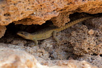Cape girdled lizard (Cordylus cordylus) in rock crevice, De Hoop, South Africa, December.